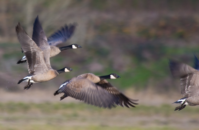 Cackling Geese In Flight